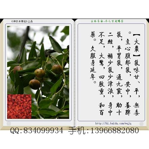 大枣 中国药材供应商