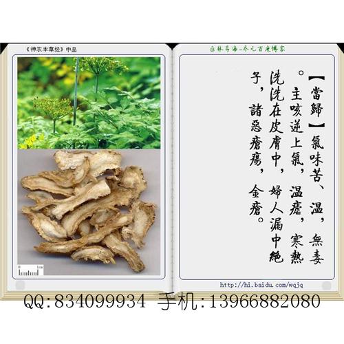 当归 中国药材供应商