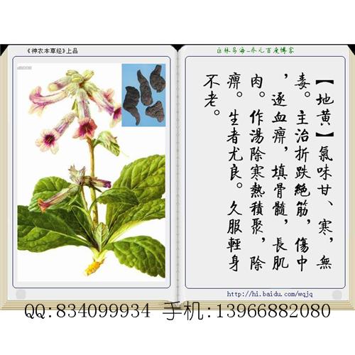 地黄 中国药材供应商