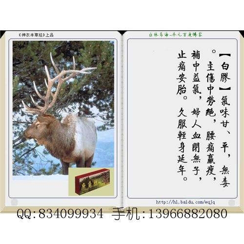 白胶 中国药材供应商