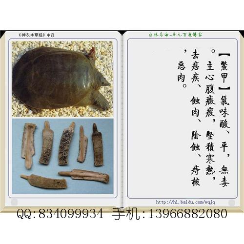鳖甲 中国药材供应商