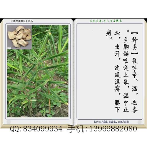 干姜 中国药材供应商