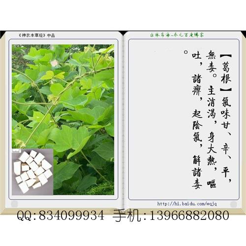 葛根 中国药材供应商