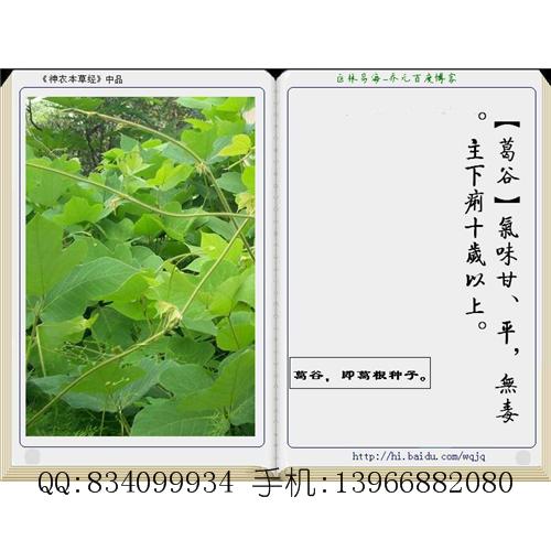 葛谷(葛根种子) 中国药材供应商