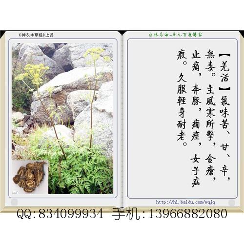 羌活 中国药材供应商