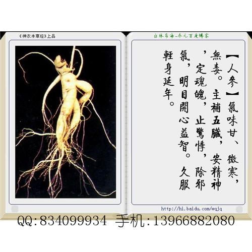 人参 中国药材供应商