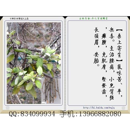 桑上寄生 中国药材供应商