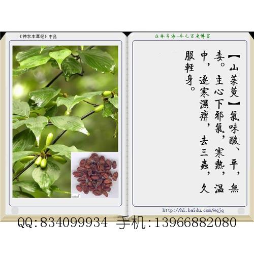 山茱萸 中国药材供应商
