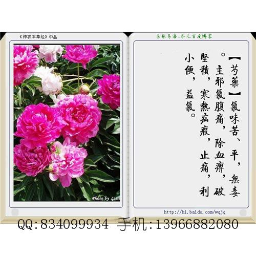 芍药 中国药材供应商