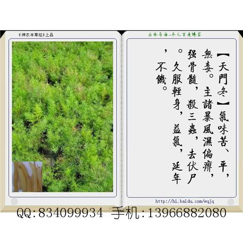 天门冬 中国药材供应商