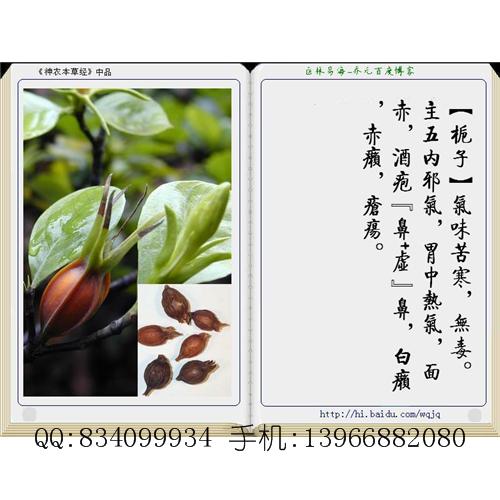 栀子 中国药材供应商