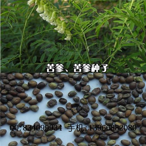 苦参种子|苦参种籽 中国药材种苗供应商