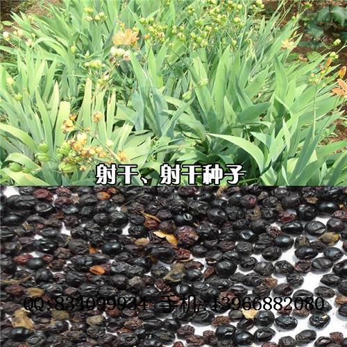 射干种苗|射干苗|射干芽子|射干种子 中国药材种苗供应商
