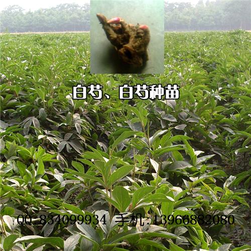 白芍种苗|白芍苗|白芍芽子 中国药材种苗供应商