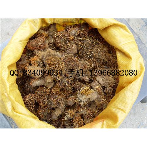 刺猬皮 中国冷背药材供应商