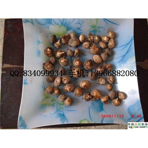 滴水珠 中国药材供应商